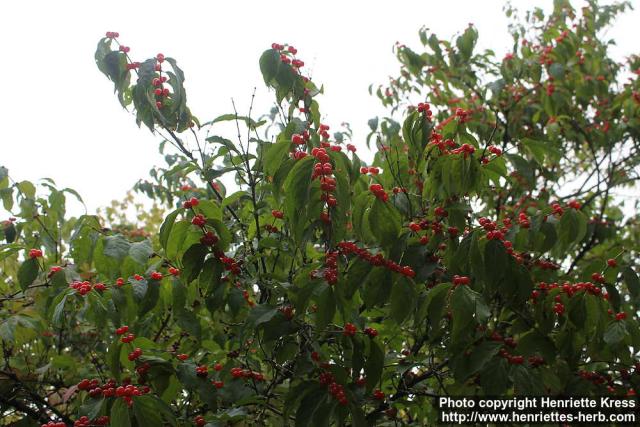 Photo: Lonicera maackii 7.