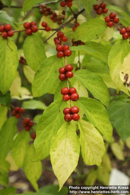 Photo: Lonicera maackii 9.