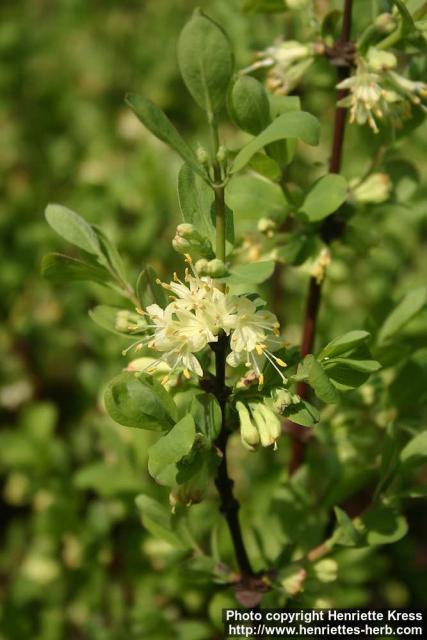 Photo: Lonicera caerulea 1.