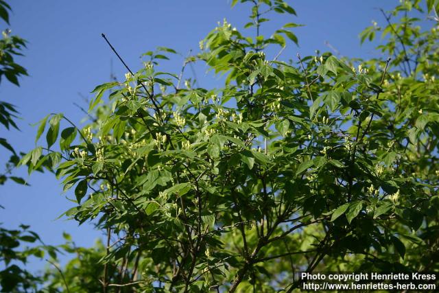 Photo: Lonicera chrysantha 3.