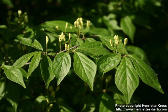 Photo: Lonicera chrysantha.