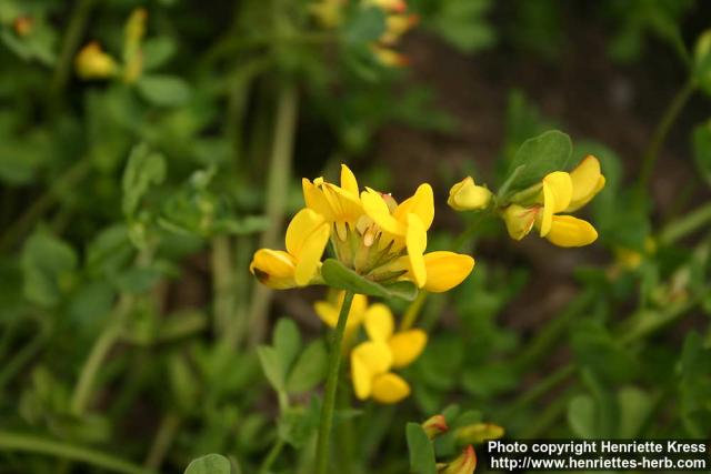 Photo: Lotus corniculatus 14.