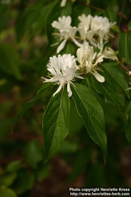 Photo: Lonicera maackii 3.