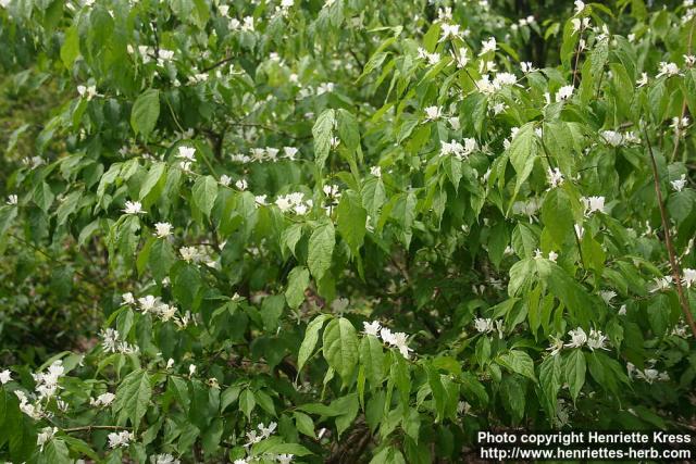 Photo: Lonicera maackii 4.