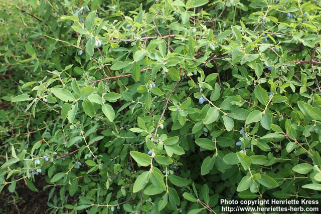 Photo: Lonicera caerulea 08.