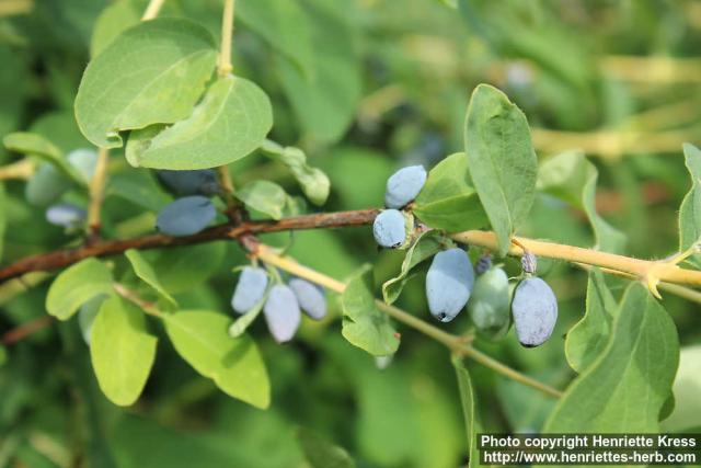 Photo: Lonicera caerulea 11.