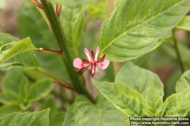 Photo: Lopezia racemosa 1.