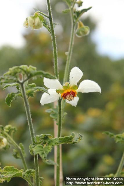 Photo: Loasa triphylla 2.