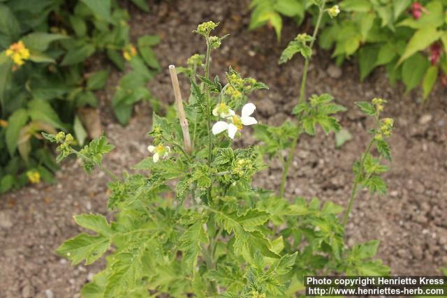 Photo: Loasa triphylla 3.