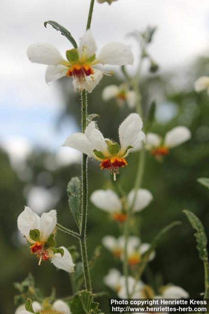 Photo: Loasa tricolor 1.