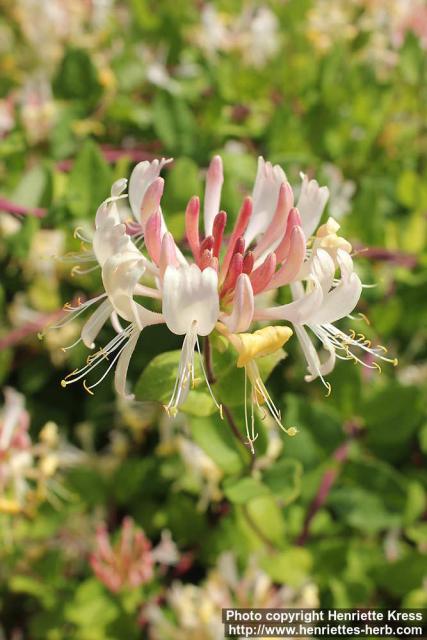 Photo: Lonicera caprifolium 3.