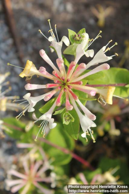 Photo: Lonicera caprifolium 7.