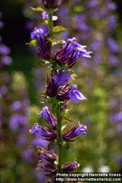 Photo: Lobelia siphilitica 1.