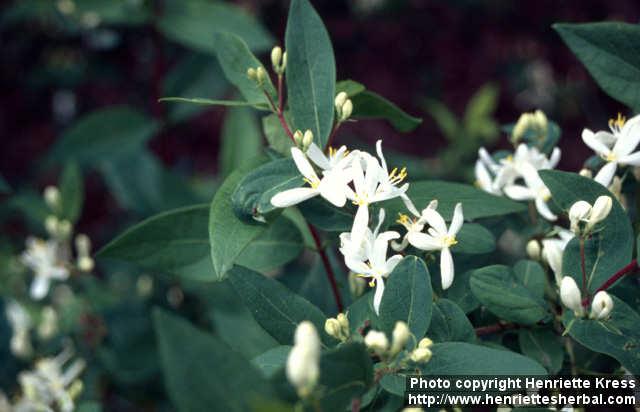 Photo: Lonicera tatarica 2.