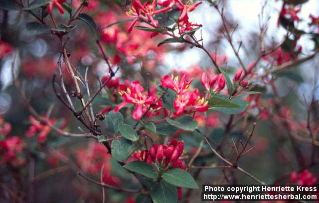 Photo: Lonicera tatarica 6.