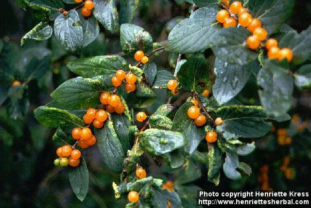 Photo: Lonicera tatarica.