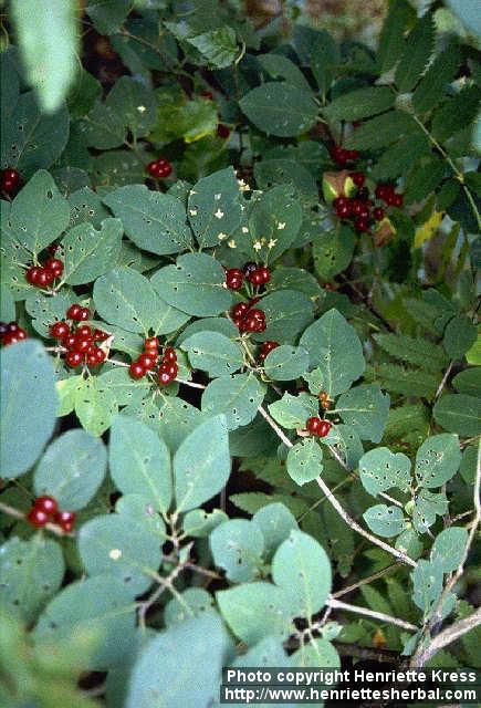 Photo: Lonicera xylosteum 3.