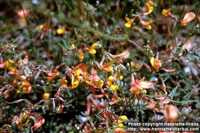 Photo: Lotus corniculatus 1.