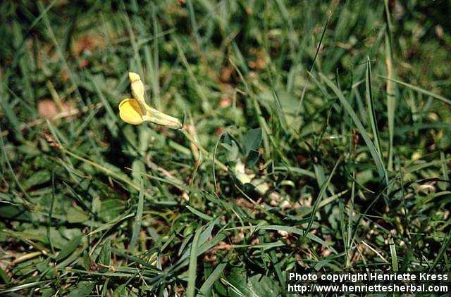 Photo: Lotus maritimus.