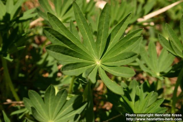 Photo: Lupinus polyphyllos 6.