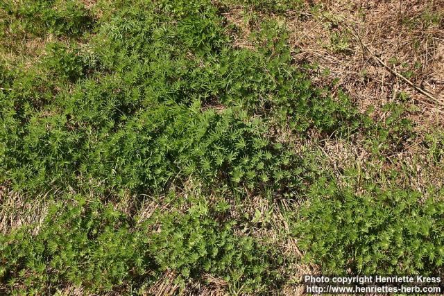 Photo: Lupinus polyphyllos 7.