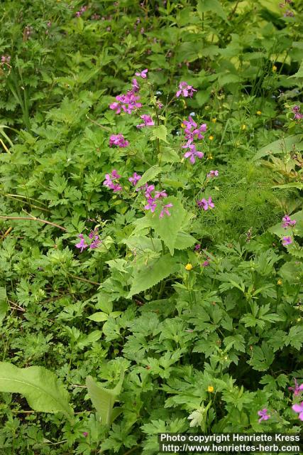 Photo: Lunaria annua 2.