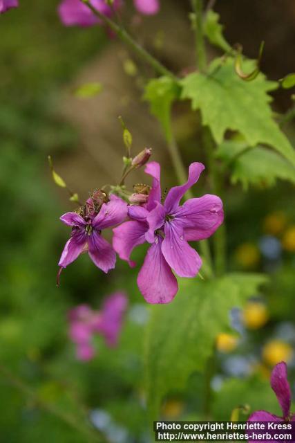 Photo: Lunaria annua 4.