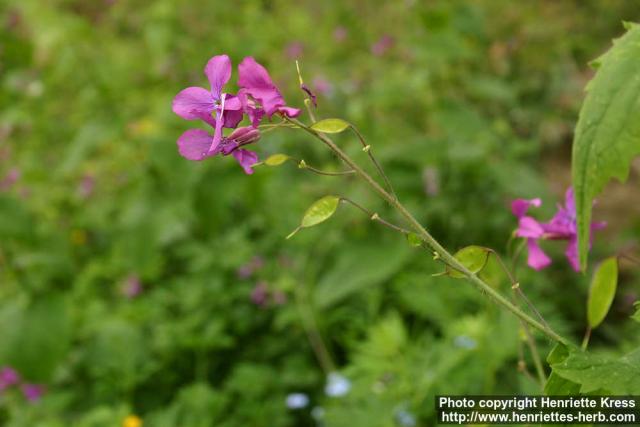 Photo: Lunaria annua 5.