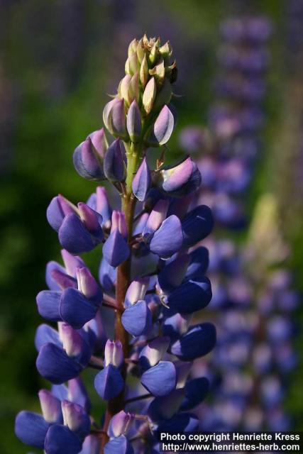 Photo: Lupinus polyphyllos 11.