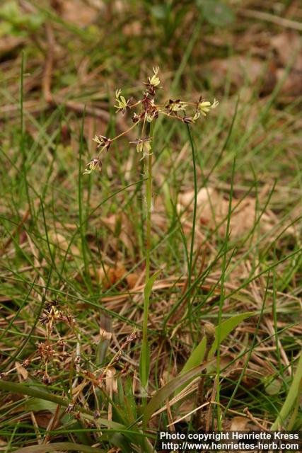 Photo: Luzula pilosa 1.