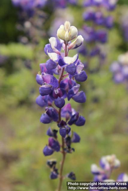 Photo: Lupinus nanus 1.