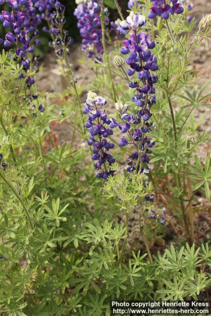 Photo: Lupinus nanus 2.