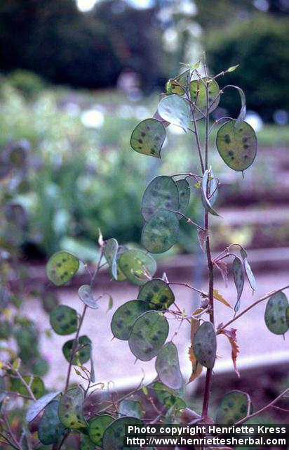 Photo: Lunaria annua 1.