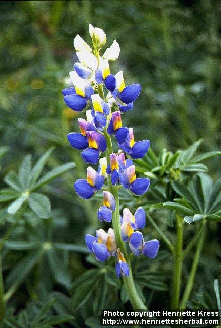 Photo: Lupinus mutabilis 1.