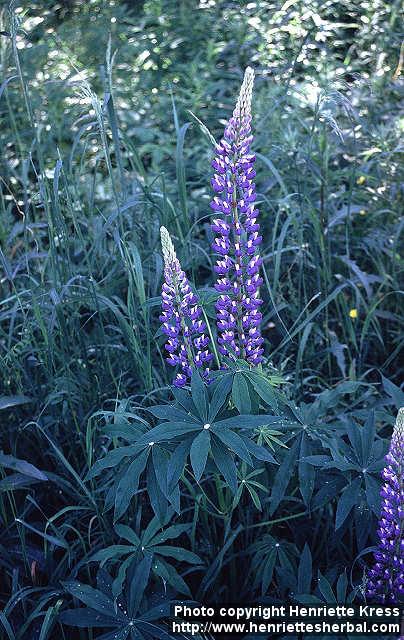 Photo: Lupinus polyphyllos 1.