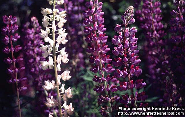 Photo: Lupinus polyphyllos 2.