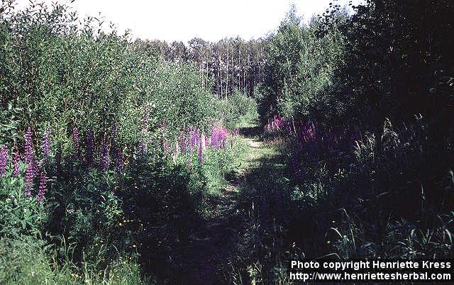 Photo: Lupinus polyphyllos.