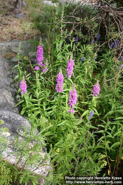 Photo: Lythrum salicaria 6.