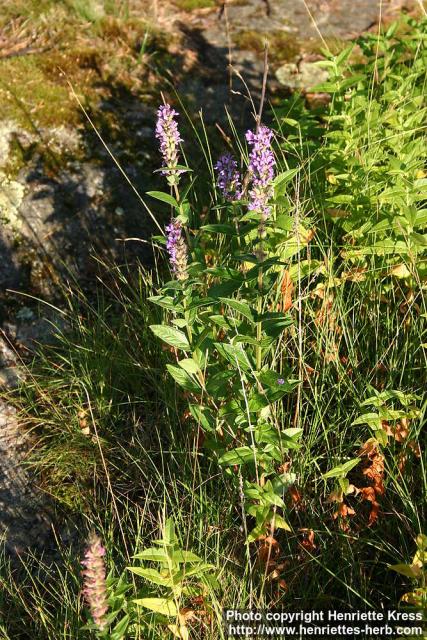 Photo: Lythrum salicaria 7.