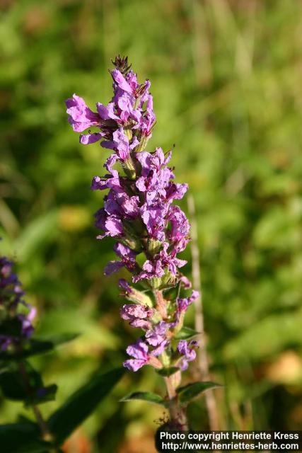 Photo: Lythrum salicaria 8.