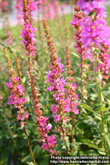 Photo: Lythrum salicaria 9.