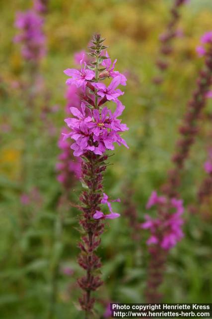 Photo: Lythrum salicaria 12.