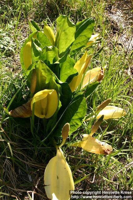 Photo: Lysichiton americanus 4.