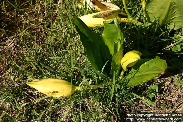 Photo: Lysichiton americanus 5.