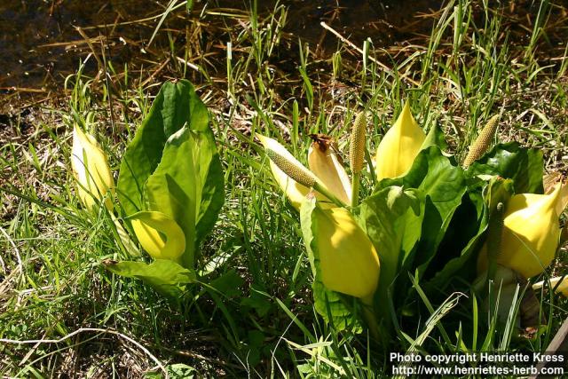 Photo: Lysichiton americanus 8.