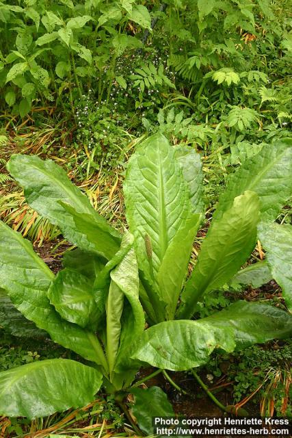 Photo: Lysichiton americanus 9.