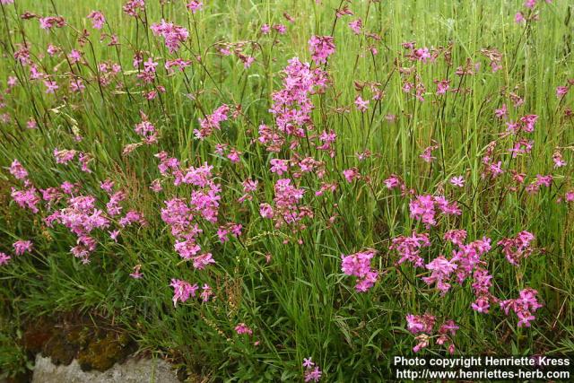 Photo: Lychnis viscaria 1.