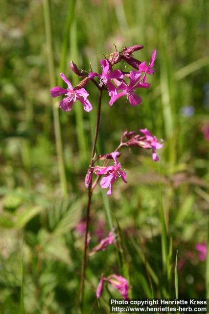 Photo: Lychnis viscaria 3.