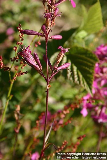 Photo: Lychnis viscaria 4.