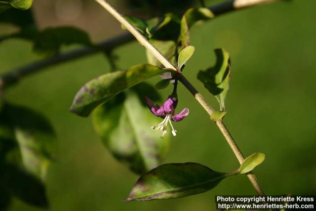 Photo: Lycium barbarum 1.